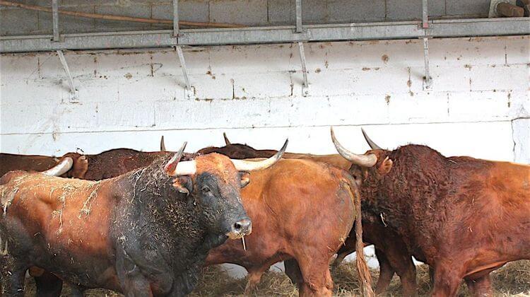 VIC TOROS 1