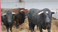 TOROS VIC 2