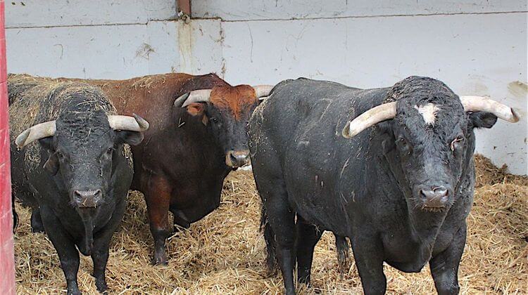 TOROS VIC 2