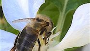 ABEILLE NOIRE 1