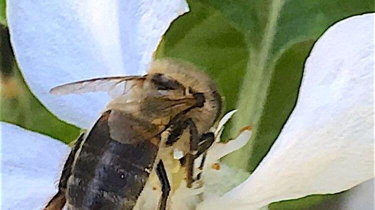 ABEILLE NOIRE 1