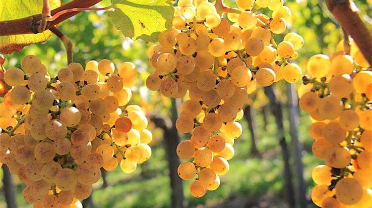 JURANCON VIGNOBLE 2