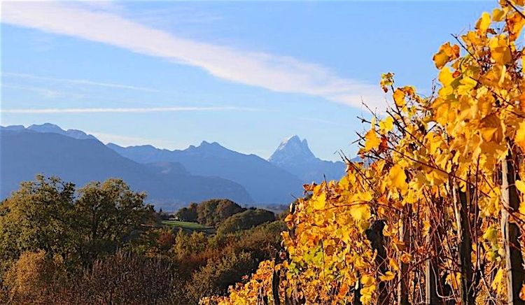 PRÉCOCE – Même le jurançon a déjà lancé les vendanges