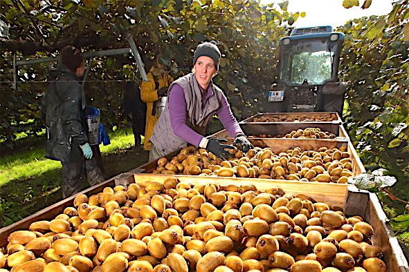 AGRICULTURE LANDAISE - Une année compliquée