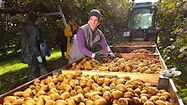 AGRICULTURE LANDAISE - Une année compliquée