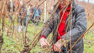 VENDANGES PACHERENC 7