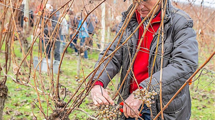 VENDANGES PACHERENC 7