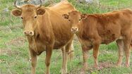 VACHES BETIZU 6