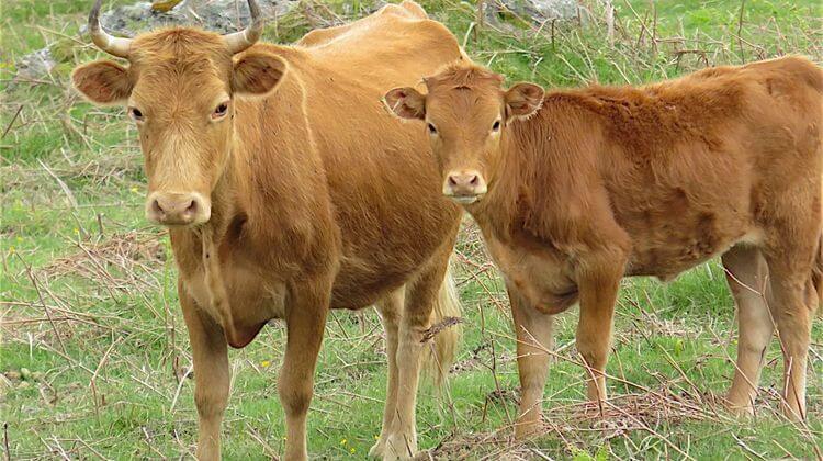 VACHES BETIZU 6