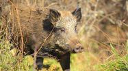 CHASSE LANDES 6