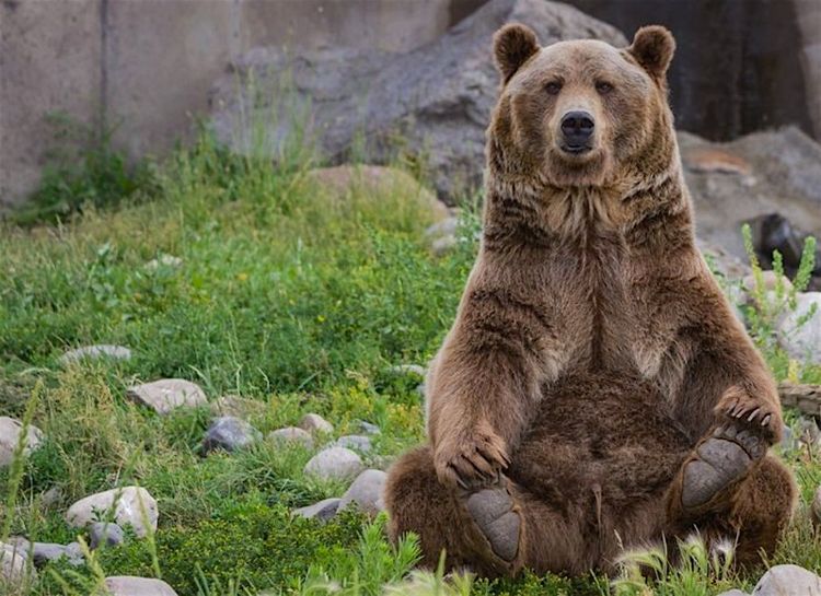 BATAILLE DE L’OURS – Pas de tirs d'effarouchement