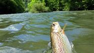 PECHE 4