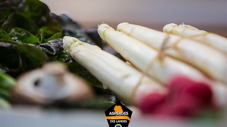 COUP DE CŒUR – Les producteurs et les chefs célèbres l’asperge des sables
