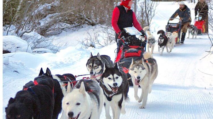 payolle-chiens