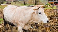 BOEUF NACRE Roland Houdaye