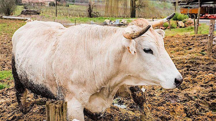 BOEUF NACRE Roland Houdaye