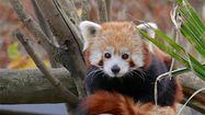 PARC ANIMALIER 2