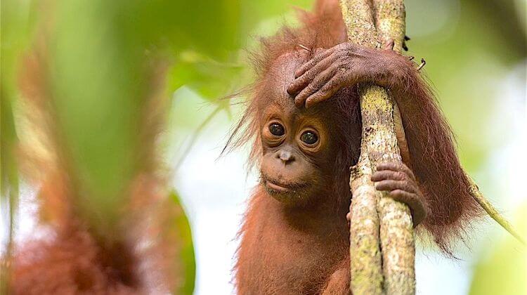 FIFPAN ANIMAUX SINGE