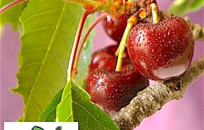 CERISE ITXASSOU 2