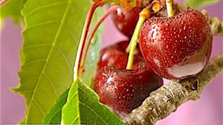 CERISE ITXASSOU 2