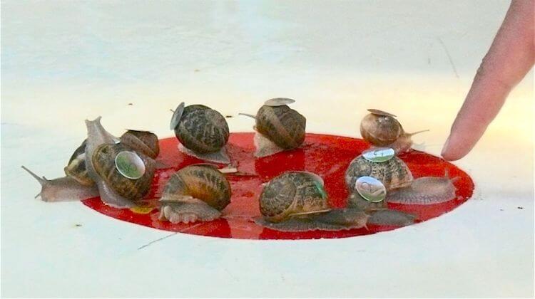 ESCARGOTS 6