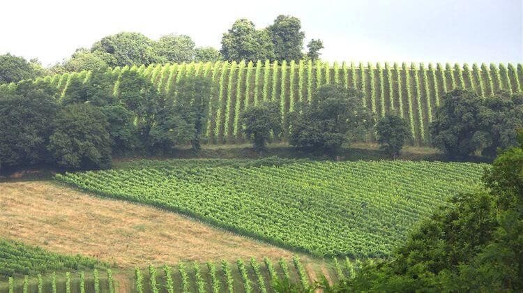 vendanges MADIRAN 2