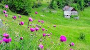 GREEN PYRENEES 6