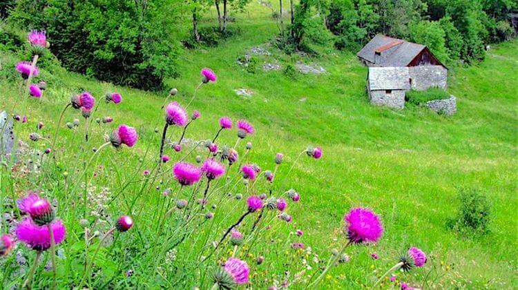 GREEN PYRENEES 6