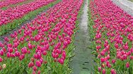 tulipes