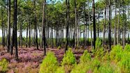 FORET SYLVICULTEURS 2