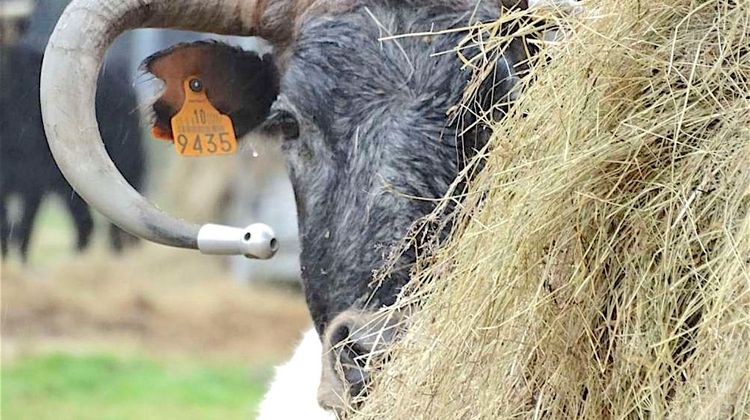 CORNE D’OR – Les stars des courses de vaches à Nogaro