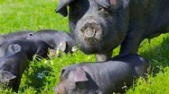PORC NOIR BIGORRE 3