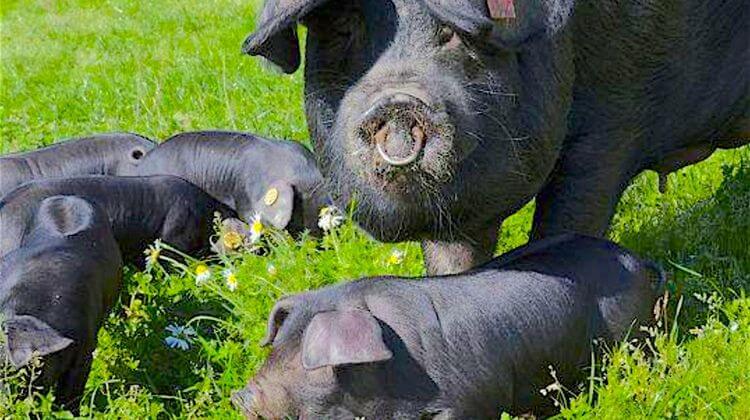 PORC NOIR BIGORRE 3
