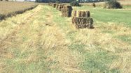 AGRICULTURE JACHERES 2