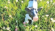LAIT BIGORRE 1