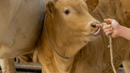 VEAU GRAIN DE SOIE 2
