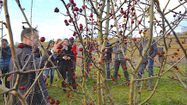 AGROFORESTERIE 2