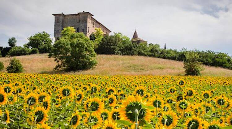 GERS TOURNESOL 0