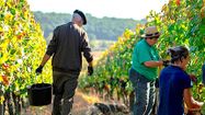 SAINT MONT VENDANGES