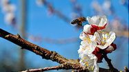 BOULAUR ABEILLES 0