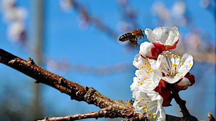 BOULAUR ABEILLES 0