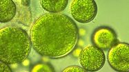 Microalgues LA St Christophe 2