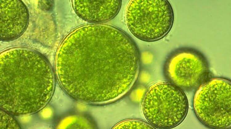 Microalgues LA St Christophe 2