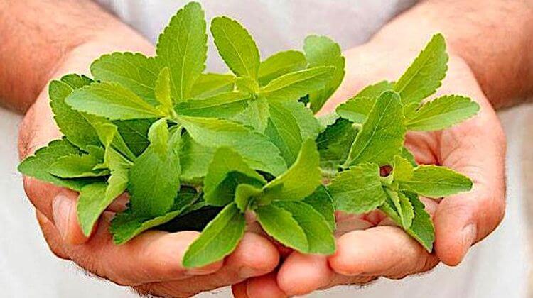 STEVIA