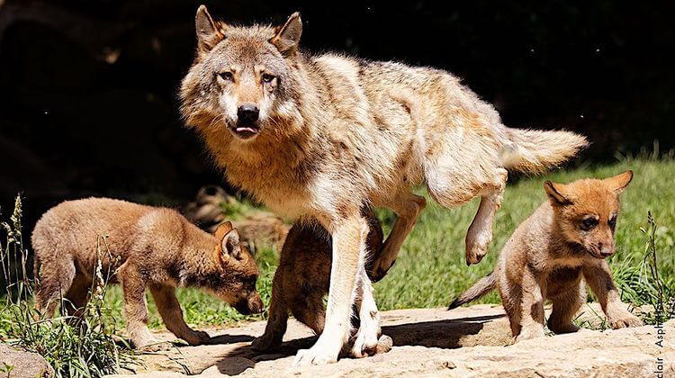 PARC ANIMALIER loup