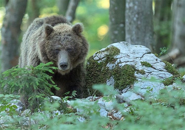 350 ours dans les Pyrénées : un rapport choc