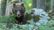 350 ours dans les Pyrénées : un rapport choc