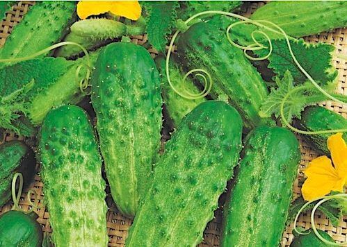 Le concombre : tout savoir sur ce légume proche du cornichon