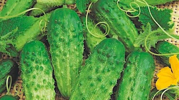 CORNICHONS BIO 0