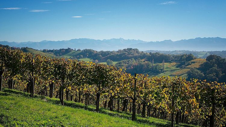 À SAVOURER - Une trentaine de domaines du Jurançon s’ouvre à tous